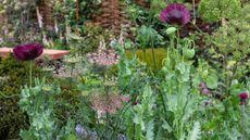 flowerbed design with oriental poppies, achillea and angelica in pink and purple shades
