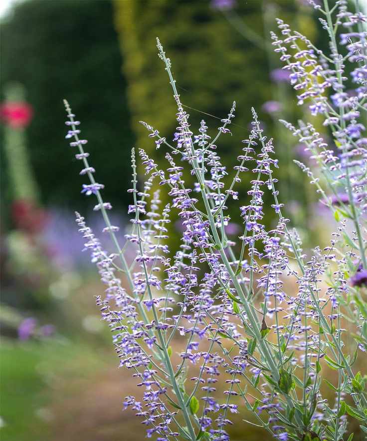 Blue flowers and grey stems of Russian sage