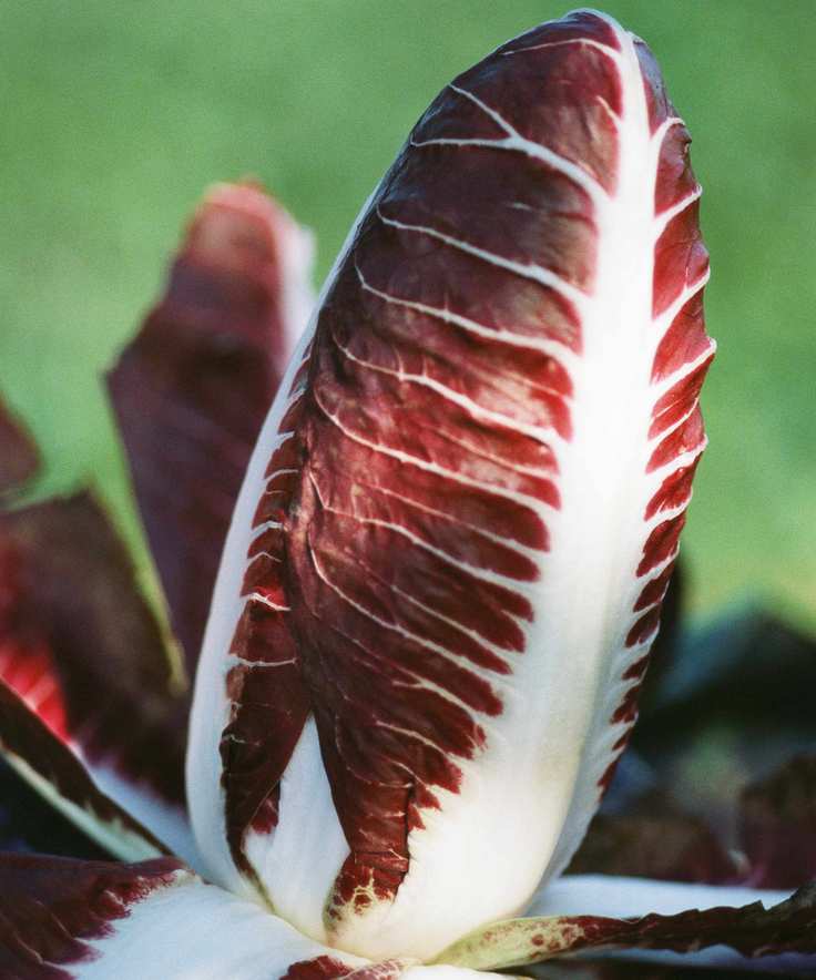 chicory plant