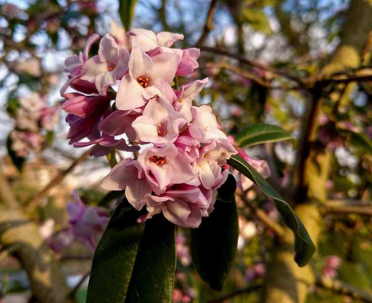 Daphne bholua 'Jaqueline Postill'