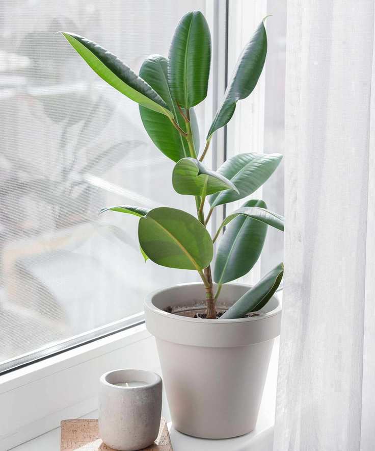 Fig tree