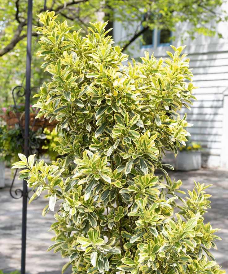 Euonymus japonicus 'Chollipo'