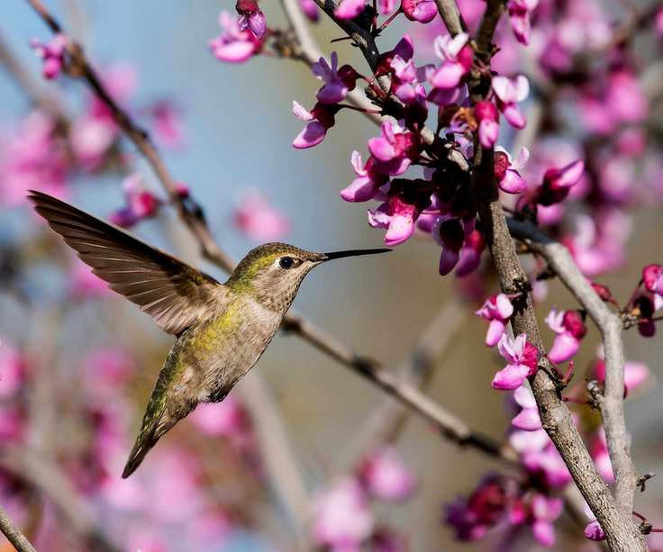 hummingbird and redbud flowers
