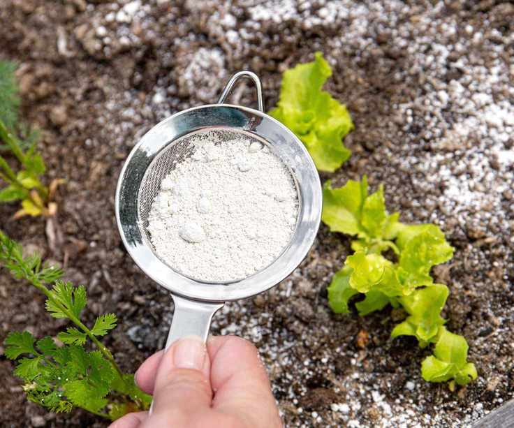 diatomaceous earth being used as pest repellent around lettuce