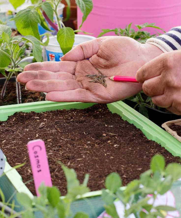 sowing cosmos seeds into tray