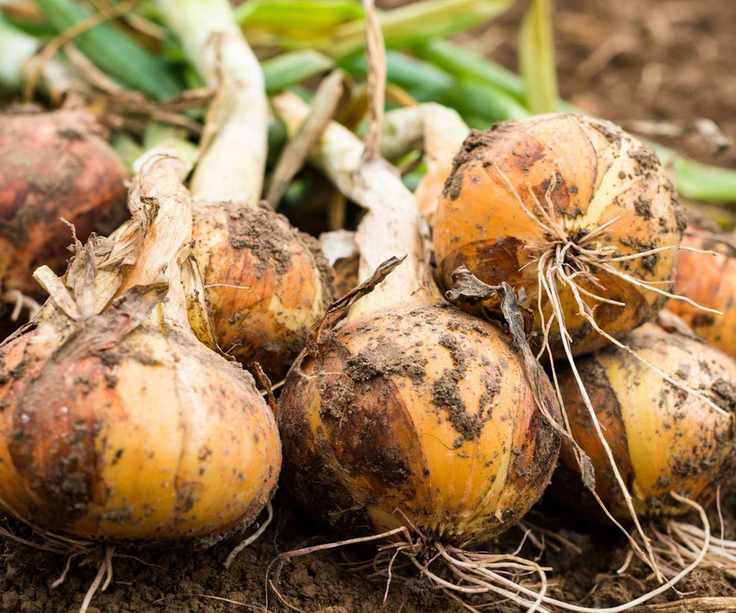 A row of freshly lifted onions