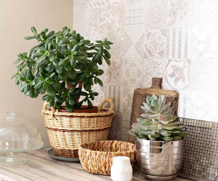 jade plant in pot on dresser