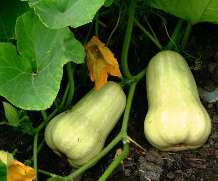 Butternut squash fruits on the vine
