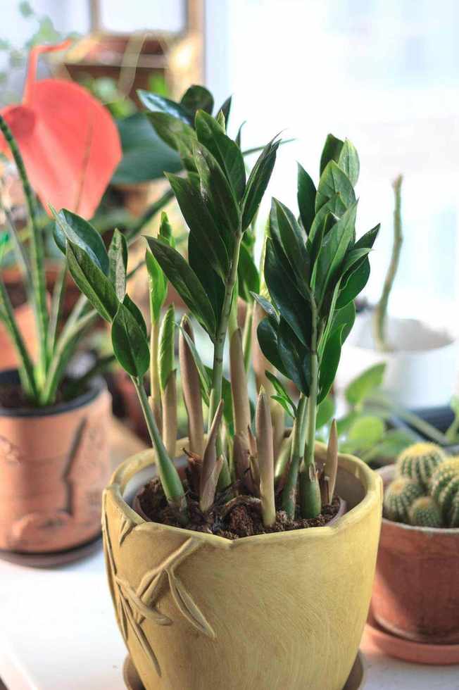 ZZ plant