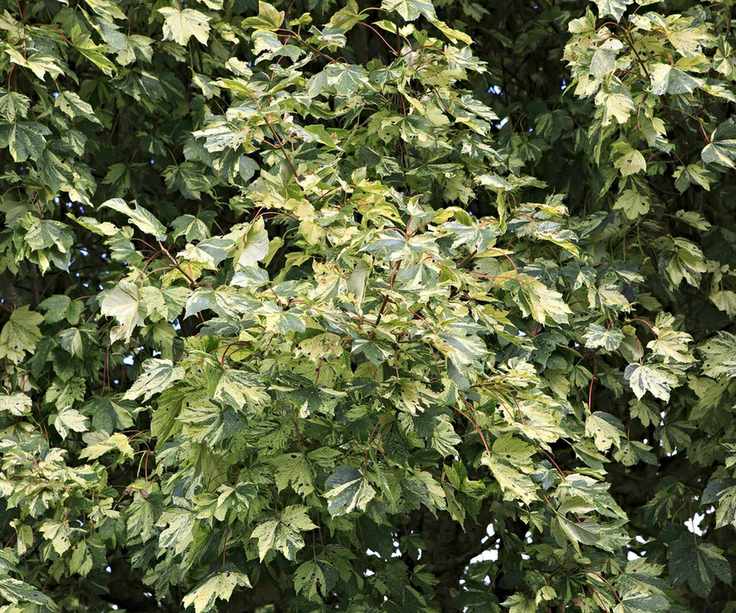 Fatshedera lizei shrub