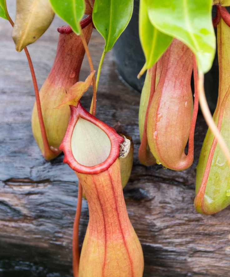 tropical pitcher plant