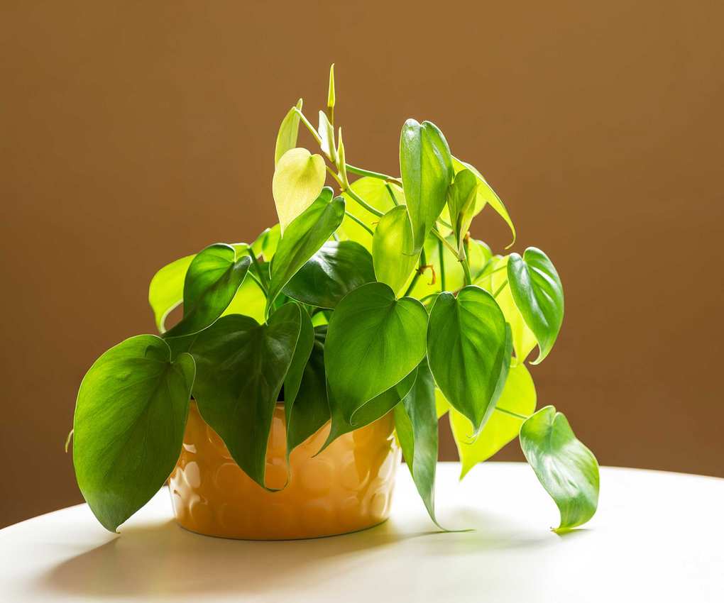 heart-leaf philodendron in pot against brown wall