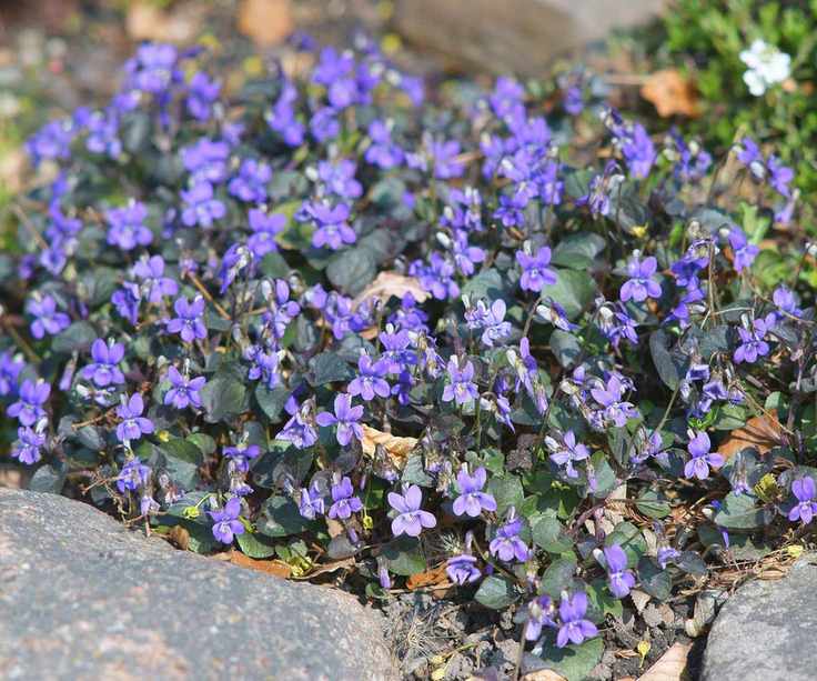 Labrador violet