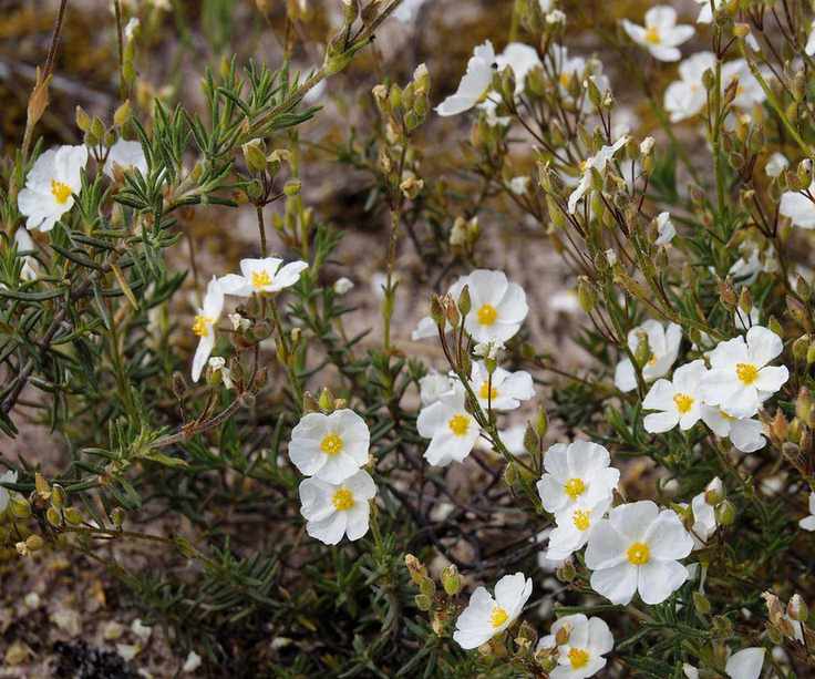 Cistus, rock rose, with white blooms in a garden