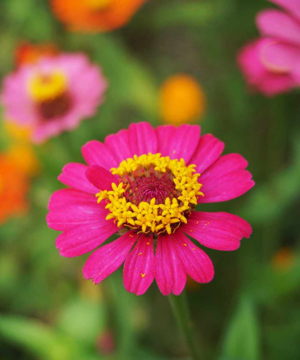 pink zinnia flower up-close