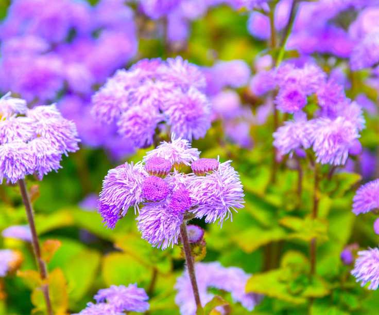 butterfly garden Ageratum houstonianum 'Blue Mink' in summer display