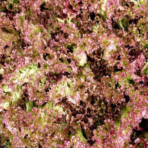 Lettuce leaves green in the centre and red-tinged at the edges