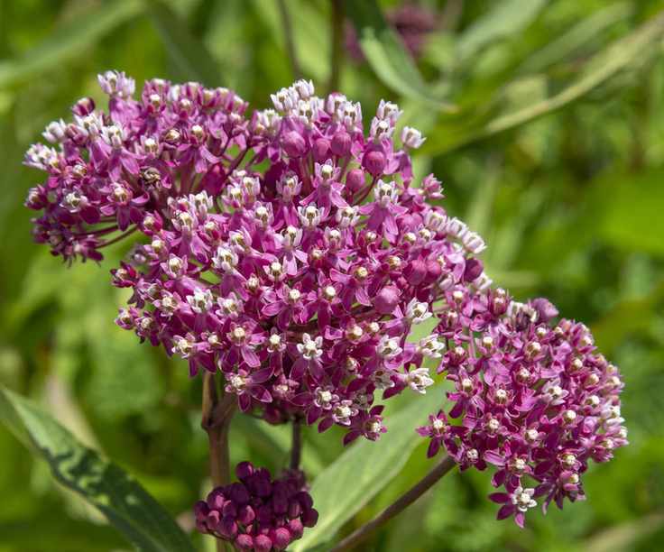 Swamp milkweed bloom in pink