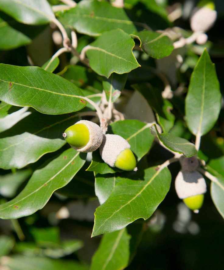 Holm Oak; Quercus ilex
