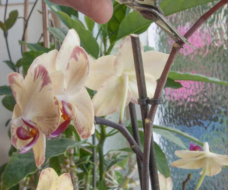 Someone pruning an orchid stem