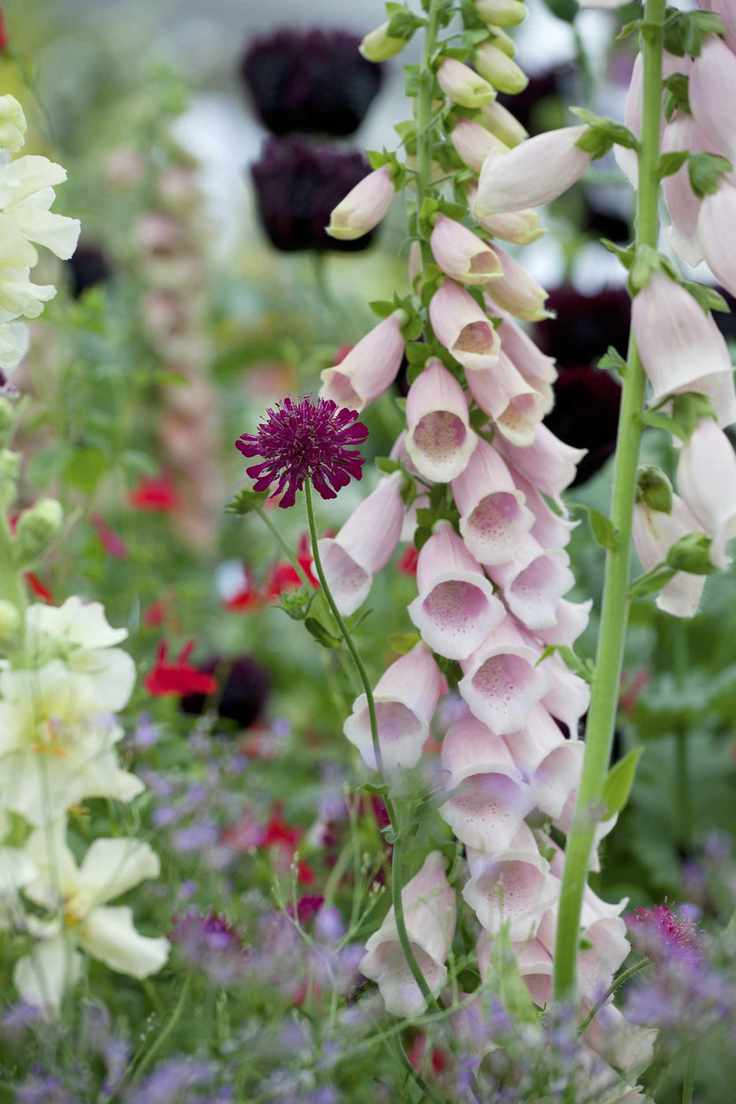 how to plan a cottage garden foxgloves