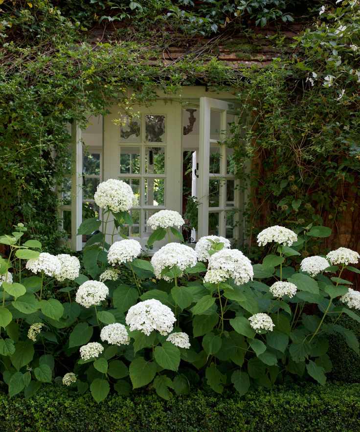 t Hydrangea arborescens ‘Annabelle’, box edging and Hydrangea anomala petiolaris and evergreen star jasmine by kitchen window in garden of paolo moschino and philip Vergeylen