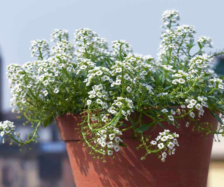 Sweet alyssum flowering