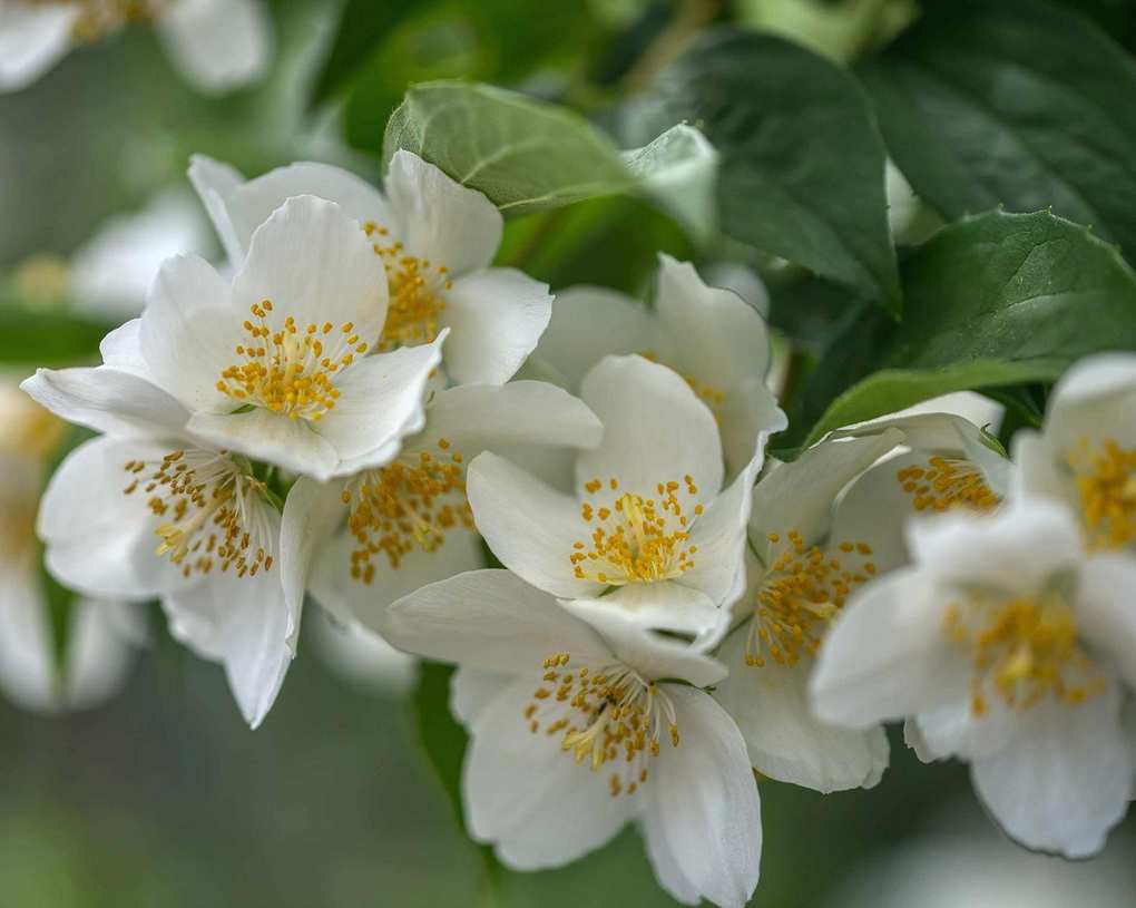 Philadelphus coronarius 'Aureus' or mock orange flowers