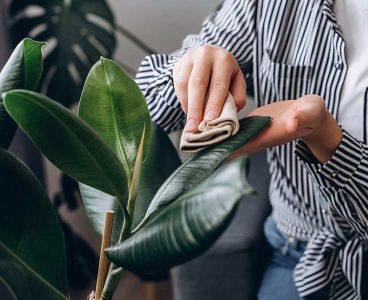 rubber plant being cleaned with microfiber cloth