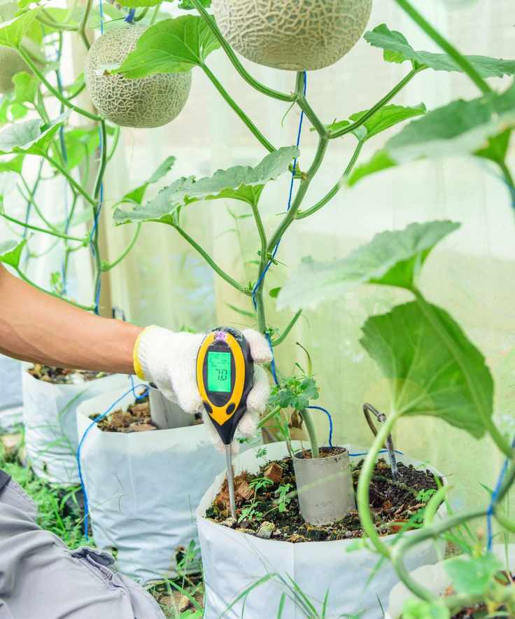 Someone using a moisture meter in houseplant soil
