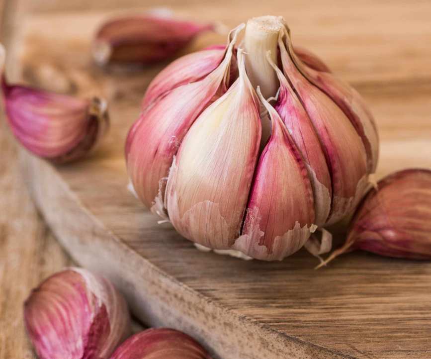 Chesnok Red garlic variety