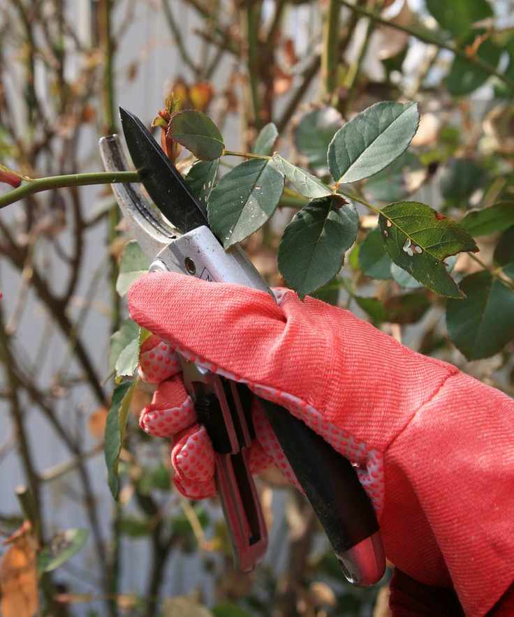 Rose pruning