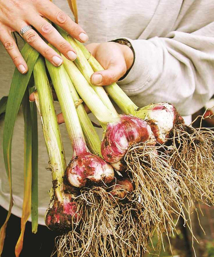 Softneck garlic lifted from the ground