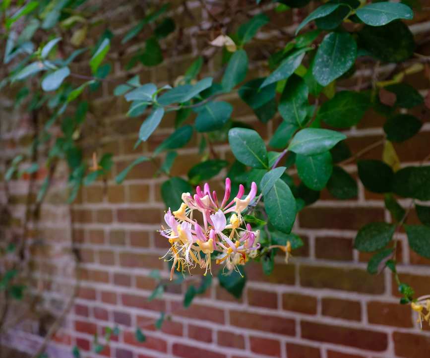 Honeysuckle growing against a brick wall