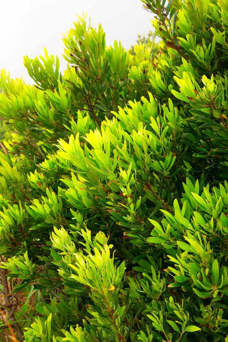 Pacific wax myrtle privacy hedge