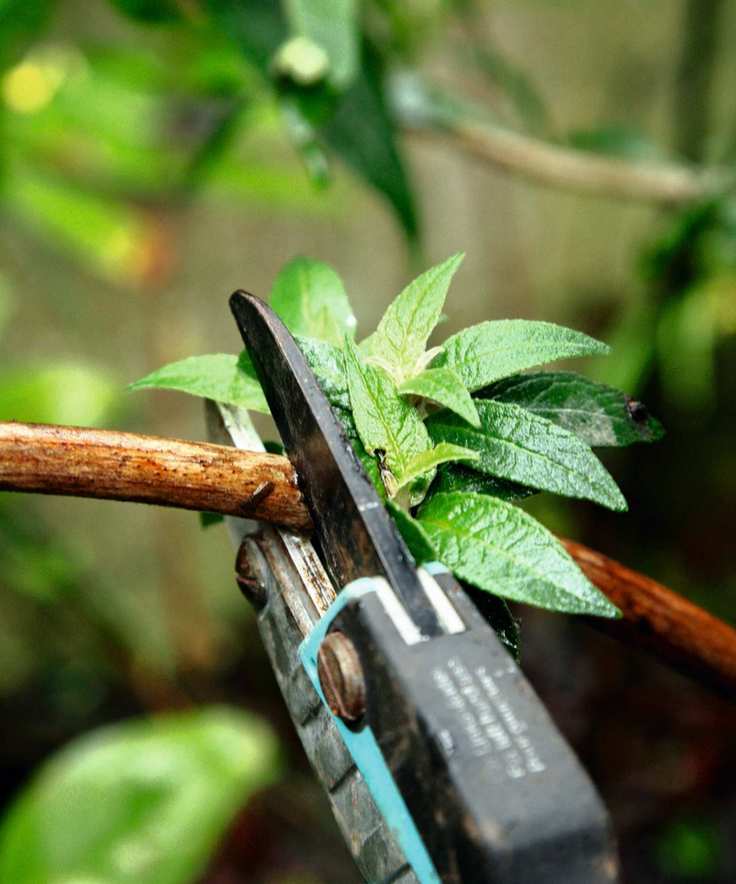 Pruning a butterfly bush