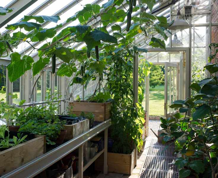 greenhouse vegetables