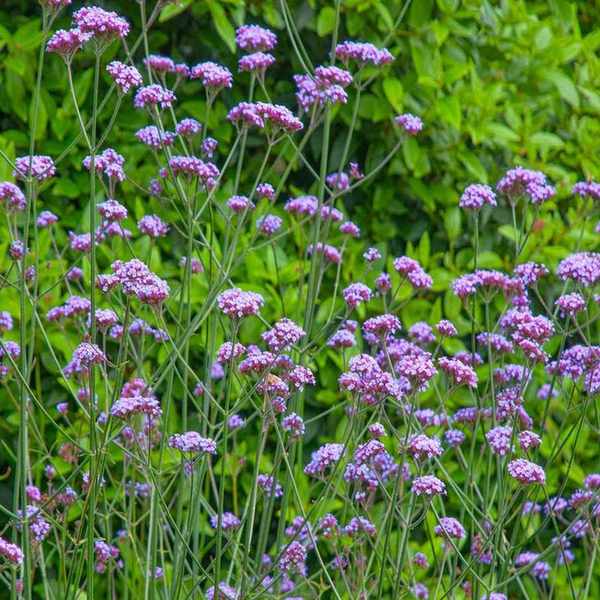 Verbena blooms in flower