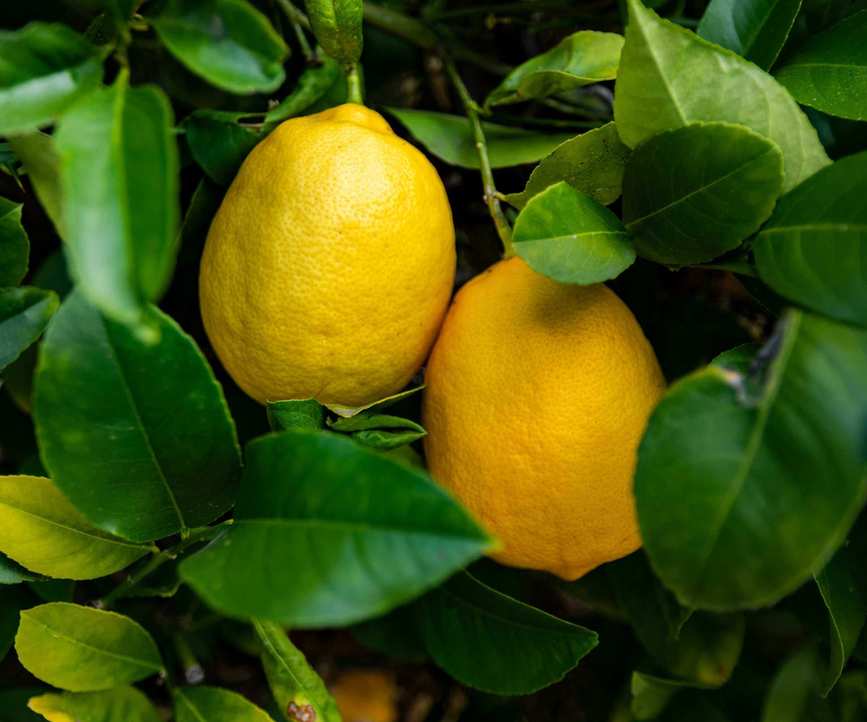 lemons growing on a Meyer lemon tree