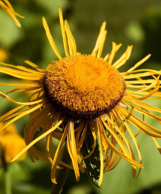 Chelsea Chop / Monty Don
