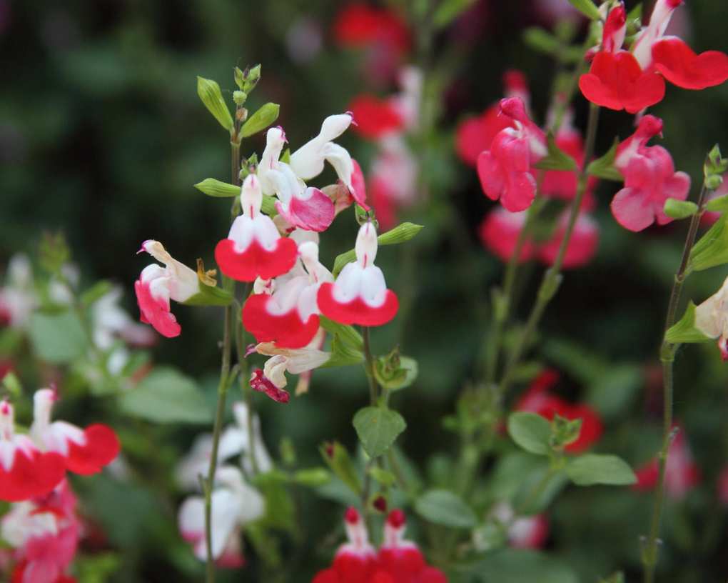 Hot Lips salvias flowering in summer bedding