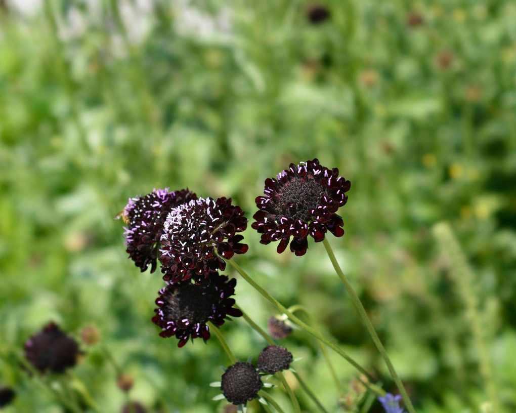 Scabiosa atropurpurea 'Black Knight'