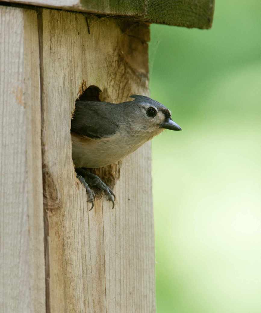 Tufted Titmouse peeking out of Nest Box - vertical