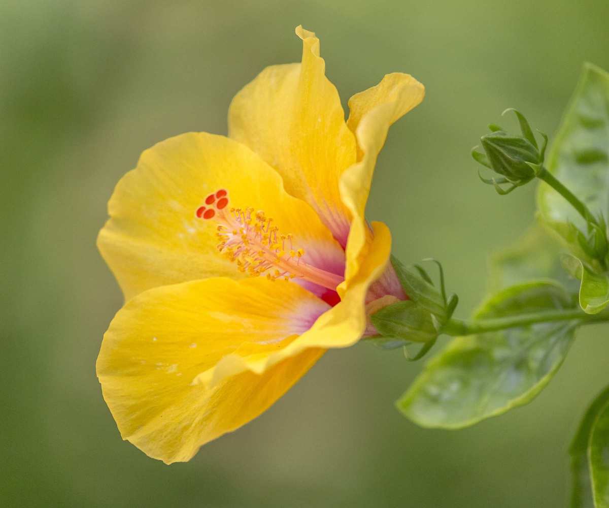 Hibiscus with yellow and pink flower