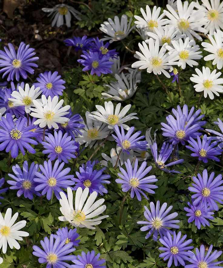 blue and white Anemone blanda flowers in spring