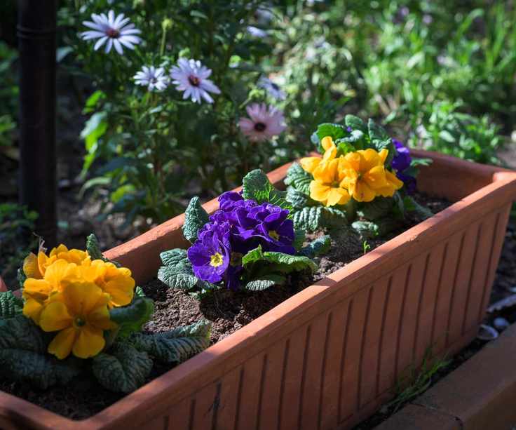 Primroses in container