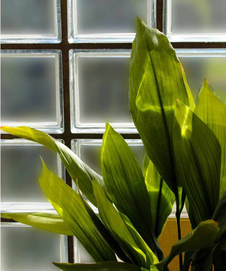 Aspidistra