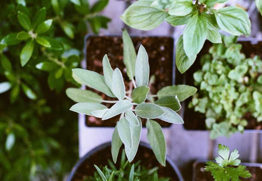 Herb gardening mistakes
