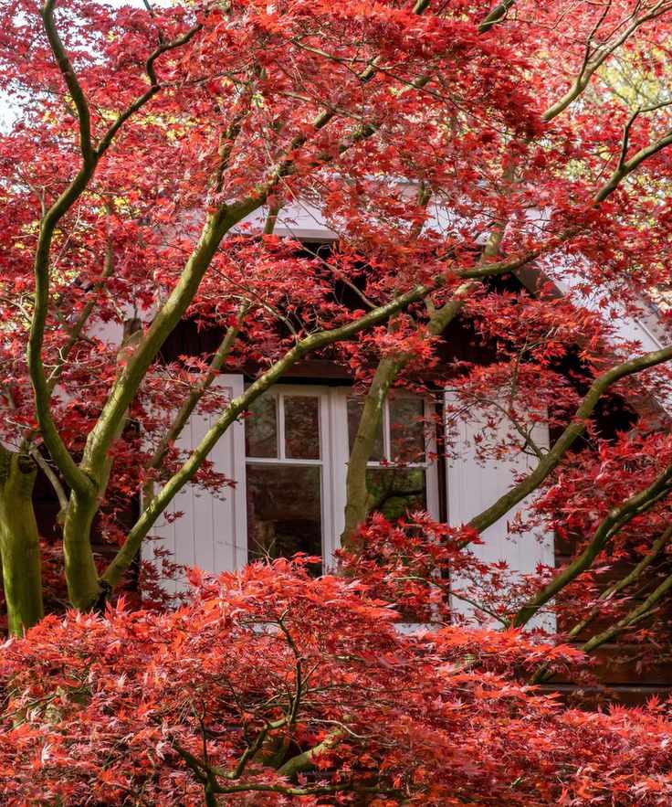 Acer palmatum 'Atropurpureum' in front yard of house