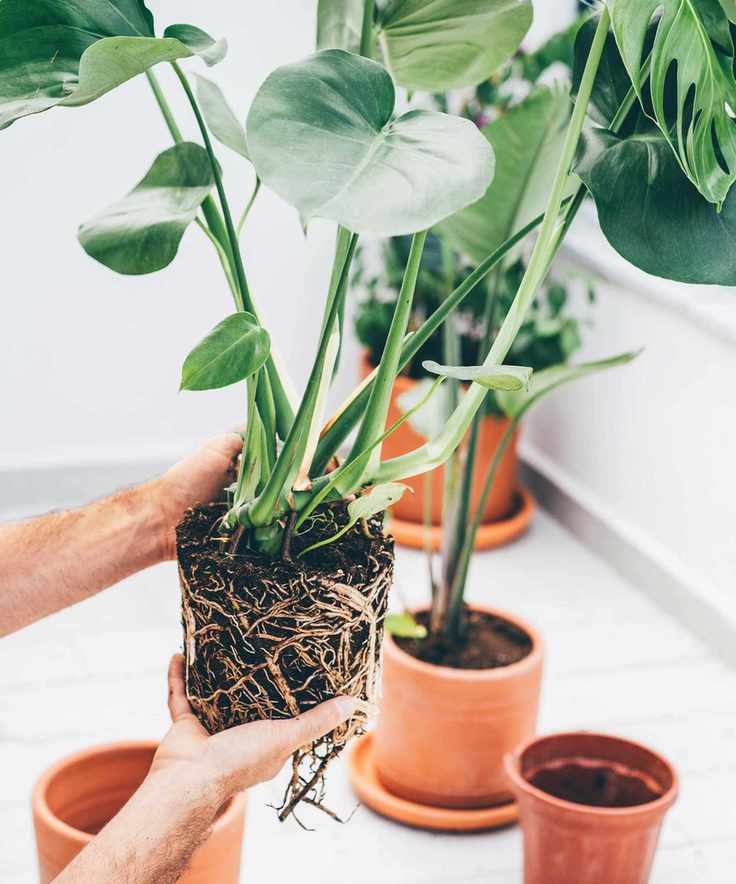 repotting a monstera